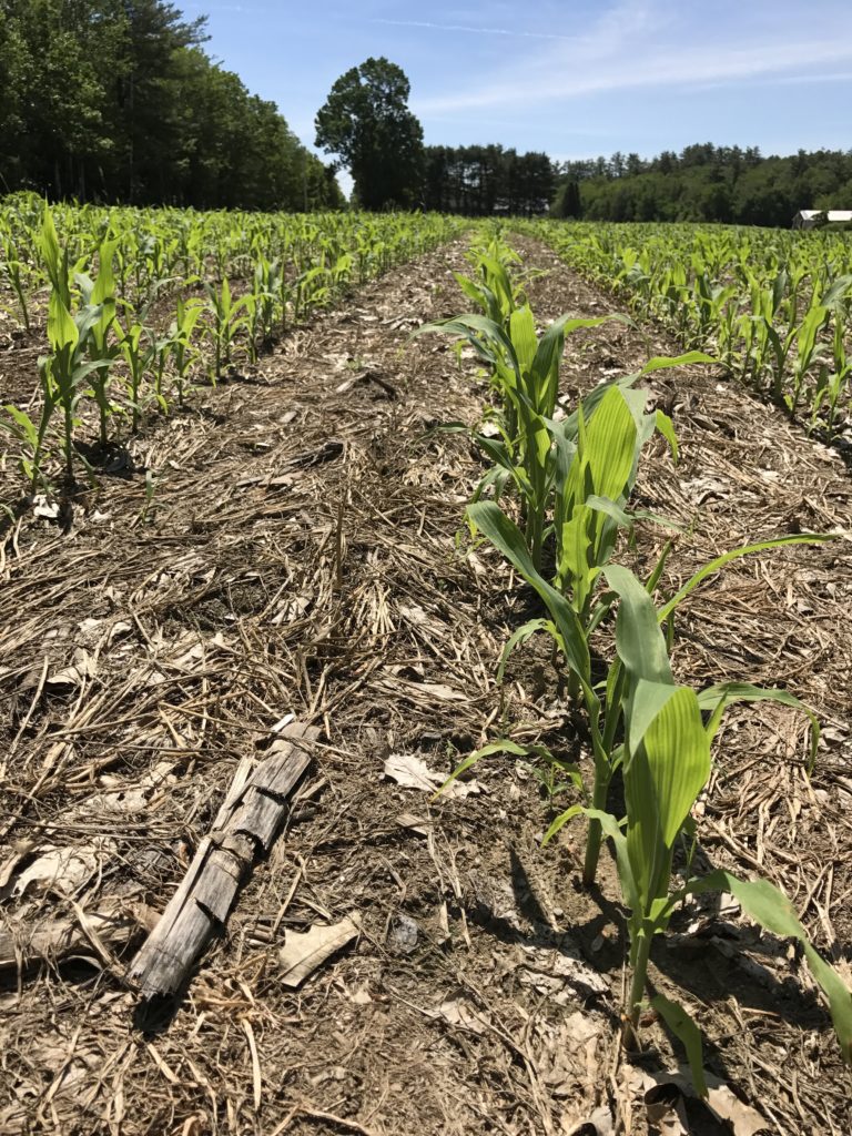 Notill Corn Planter Retrofits and Rentals New Hampshire Soil Health Partnership